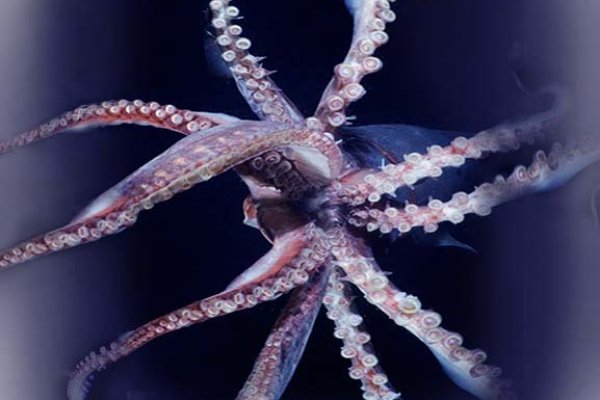 Kraken darknet market зеркало