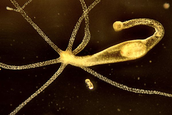 Kraken ссылки kraken ssylka onion